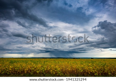 Soybean field on a cloudy day. Agricultural photography.