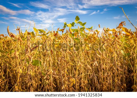 Soybean pods on the plantation at sunset. Agricultural photography.