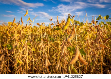 Soybean pods on the plantation at sunset. Agricultural photography.