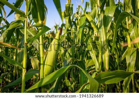 Corn plantation in a sunny day. Agricultural photography.