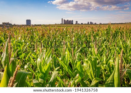 Corn plantation in a sunny day with buildings in background. Urban field, agricultural photography.