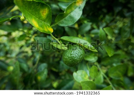 Close up-selective focus 'Jeruk Limo' or Jeruk Limau 'Citrus amblycarpa' which has thick skin, wrinkles and aromatic,hanging on its tree. It normally uses in Indonesian 'sambal'