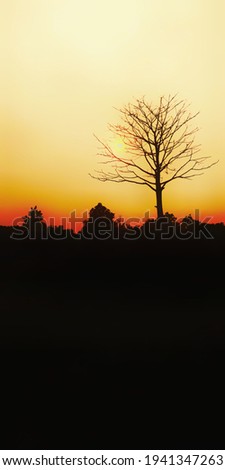 Beautiful views of dry trees and waning dusk during summer. Selective focus, Background blur.