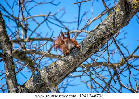 Cute young red squirrel in a natural park in warm morning light. Very cute animal, interesting about its surroundings, colorful, looking funny.