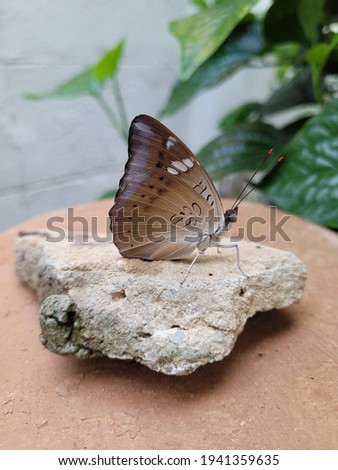Butterfly dark brown sticking on rock (chocolate pansy)