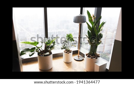 The panoramic window against  sunlight open with houseplant on sill lighting.