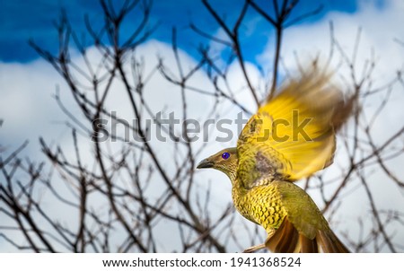 Female Satin Bower bird in flight