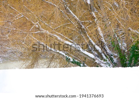 Bare yellow branches of willow trees and green ivy contrast with white of snow near frozen pond, Cedar Hill Gulf Course, Victoria,  British Columbia