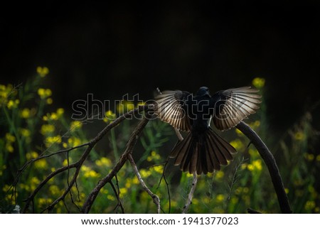 Willie Wagtail in flight in yellow flowers