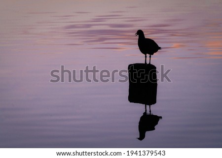 Silhouette of bird in a lake