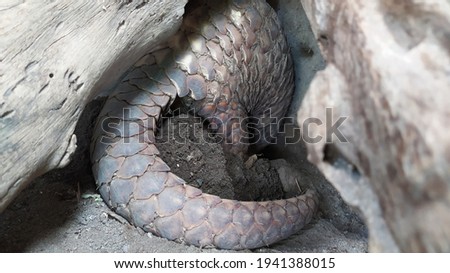 A pangolin (Manis javanica) is digging up the ground at a zoo exhibit Royalty-Free Stock Photo #1941388015