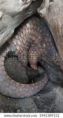 A Pangolin (Manis javanica) is digging the ground to hide at the zoo exhibit Royalty-Free Stock Photo #1941389152