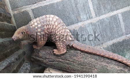 Pangolin (Manis javanica) on logs at the zoo exhibit Royalty-Free Stock Photo #1941390418