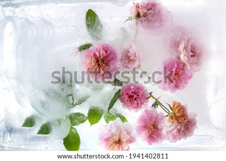 Frozen flowers. The freeze blooming pink roses and rose leaves in ice cube.