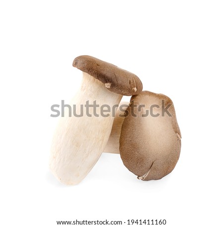 Pleurotus eryngii mushrooms isolated on white background
