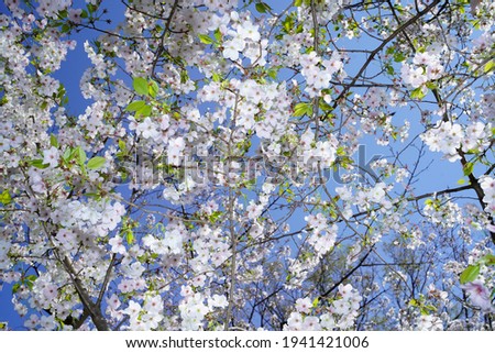 Cherry blossoms blooming at a blue sky 