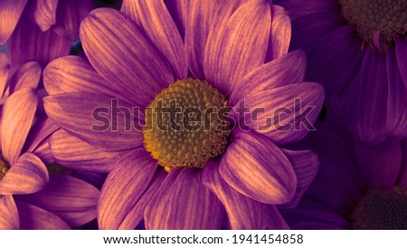 Chrysanthemum dark chocolate color close-up. Flower texture