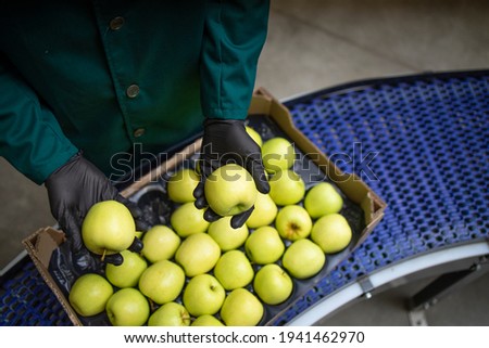 Unrecognizable worker checking quality of green organic apples while being transported via conveyer belt in food processing factory. Royalty-Free Stock Photo #1941462970