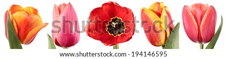 Flower banner. Five different tulips isolated on a white background