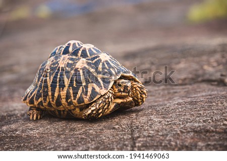 The Indian star tortoise a threatened species of tortoise found in dry areas and scrub forest in India, Pakistan and Sri Lanka. This species is popular in the exotic pet trade, reason for endangerment Royalty-Free Stock Photo #1941469063