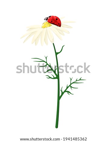 A daisy with a red ladybug on a white background. Wild summer flowers