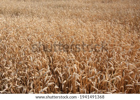 Ripe wheat ears, full frame. Harvest cereals, background. Backdrop of ripening ears of yellow cereal field ready for harvest growing in a farm field. Copy space for advertising text message.