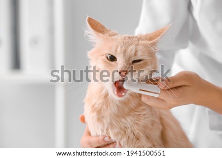 Veterinarian brushing cat's teeth in clinic