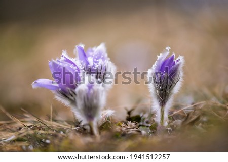 Pulsatilla - Pasque flower (or pasqueflower), wind flower, prairie crocus, Easter flower, and meadow anemone. Early spring flower often to be seen in combination with snow