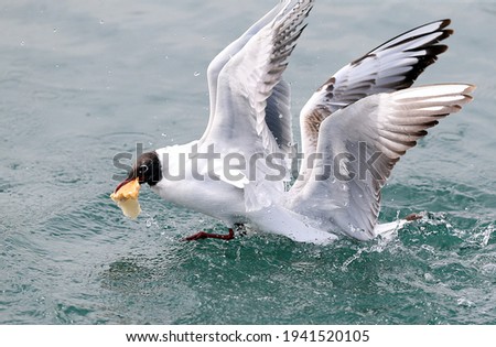 Seagulls who continue their search for food on the Black Sea coast, with the temperatures showing after the cold and rainy weather
