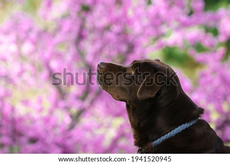 Brown Labrador in spring colours	
