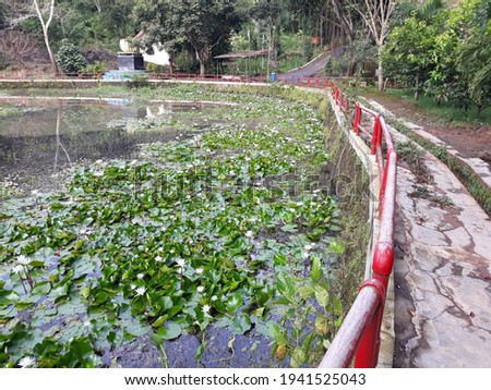 The park with the artificial water looks natural, tanaman tulips atau lily berawarna putih dan ping di kolam buatan di mangunan, bantul, indonesia terlihat menarik