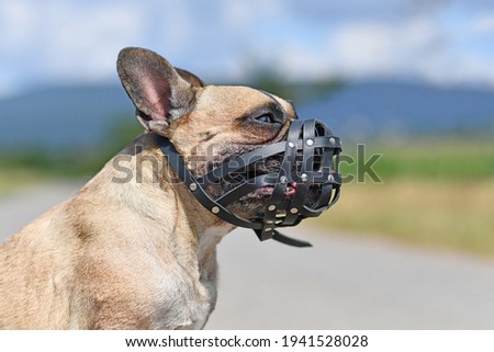 French Bulldog dog with short nose wearing leather muzzle for protection against biting Royalty-Free Stock Photo #1941528028