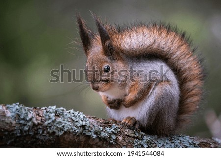 Red squirrel wonders on a branch
