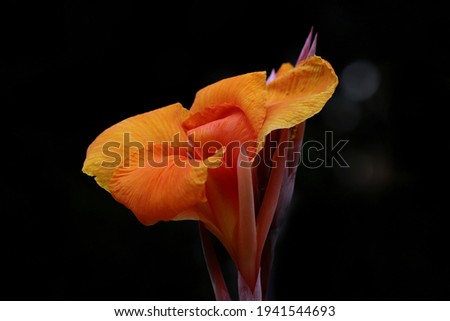 Orange colour Canna Flower with black background