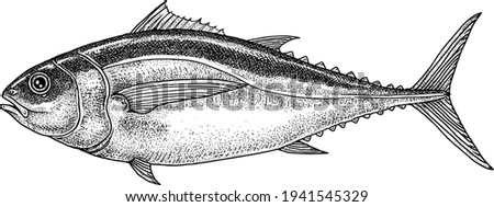 realistic black and white hand drawn illustration of bigeye tuna (Thunnus obesus) isolated on white. Hand made, vector