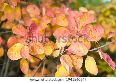 Bright yellow golden foliage, colorful background, autumn season, lush crown tree close-up, nature outdoors