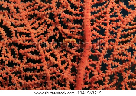 A Denise pygmy seahorse in a gorgonian fan coral Cebu Philippines                          