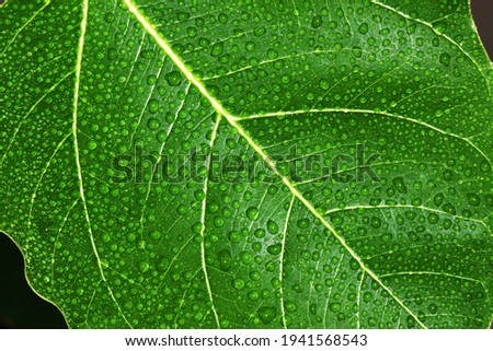 Water droplets on green leaves for a refreshing natural background.