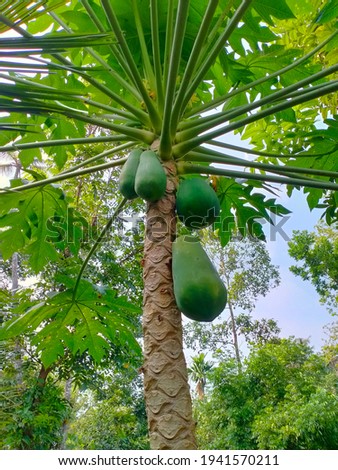Papaya Tree Images
HD stock photos