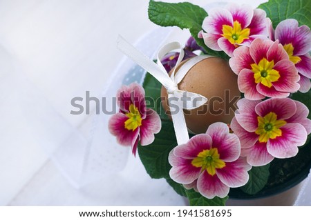 bright flowers of primrose and egg. Easter theme.