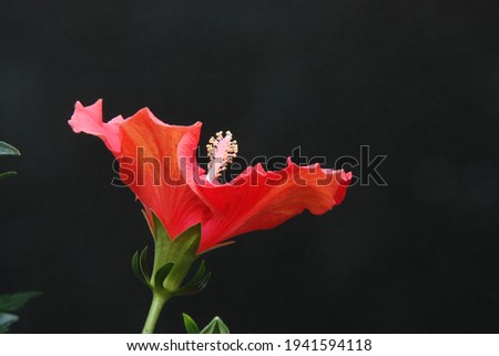 Red flower in front of black background