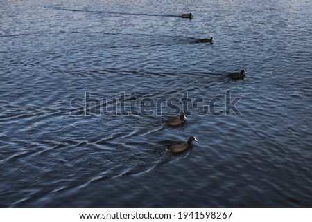 Five coot birds on navy blue surface of a pond, lake or river in a city park or in wild nature. Aquatic waterfowls with blackish plumage and white beaks. Outdoor water scenery. Stock photography.