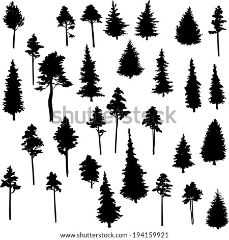 set of conifer trees, nature design element, vector illustration