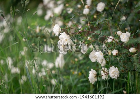 White rosehip flowers in the evening
