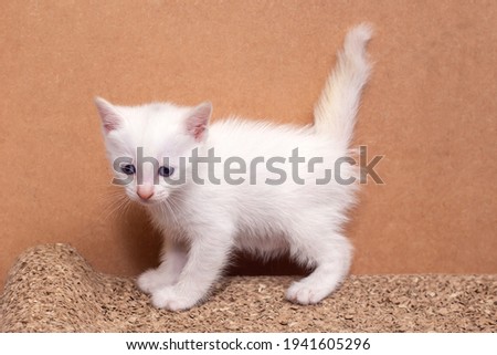 Cute little white cat on cardboard cat scratcher