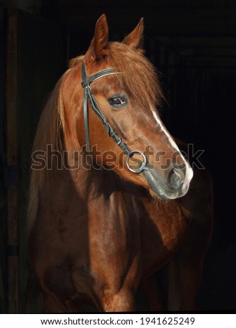 Arabian horse portrait in dark stable Royalty-Free Stock Photo #1941625249