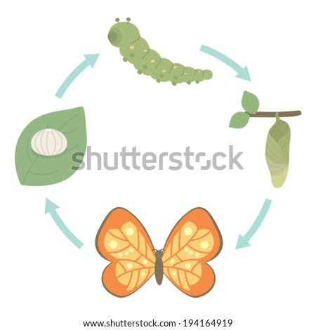 Life Cycle of Butterfly, cartoon style, vector illustration