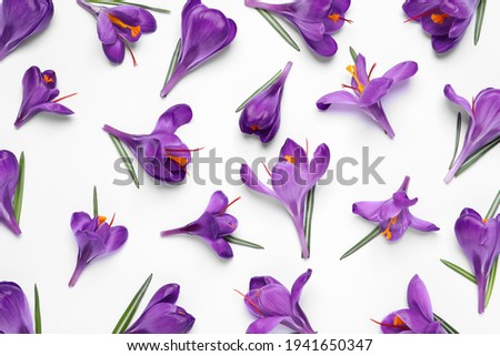 Beautiful Saffron crocus flowers on white background, flat lay Royalty-Free Stock Photo #1941650347