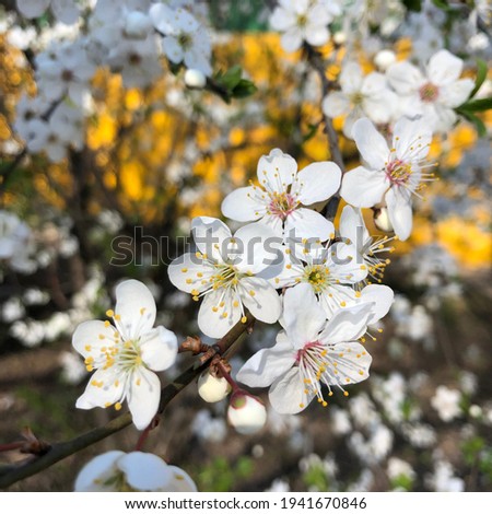 macro photo cherry tree flowers. Stock photo sakura flowers