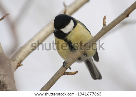 Great tit in the natural environment in early spring